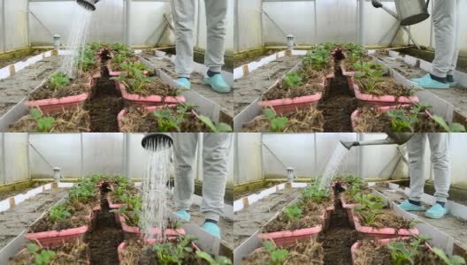 早春时，在温室里给小草莓种植园浇水。测量生命和照顾植物。有机增长。高清在线视频素材下载