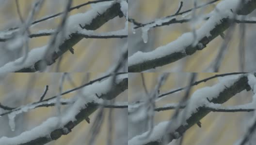挂着雪的树枝被风吹动高清在线视频素材下载