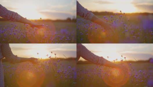 一个不知名的女人在日落时触摸着田野里的矢车菊高清在线视频素材下载