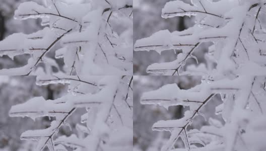 冬天的一天，公园里美丽茂盛的圣诞树树枝上挂满了雪花高清在线视频素材下载