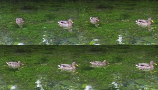 两只鸭子在清澈的湖水中游泳高清在线视频素材下载