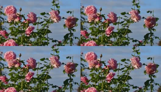 蓝色天空下的玫瑰高清在线视频素材下载