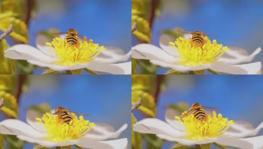 食蚜蝇、花蝇或食蚜蝇，昆虫科食蚜蝇。它们伪装成危险的昆虫黄蜂和蜜蜂。许多种类的成虫主要以花蜜和花粉为食。高清在线视频素材下载