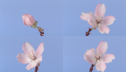 榅桲花盛开和旋转在一个时间推移视频在蓝色的背景。高清在线视频素材下载
