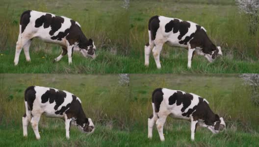 在田里吃草的小母牛。黑色和白色的奶牛走在田野里。高清在线视频素材下载