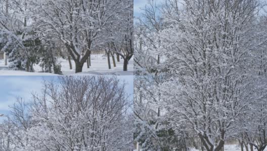 公园里的第一场雪。高清在线视频素材下载