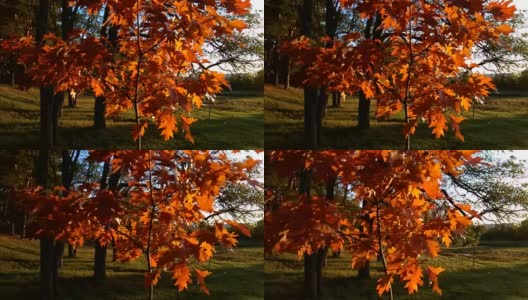 在秋天的森林里，树枝上橘黄色的枫叶在风中轻轻摇曳。温暖的阳光照亮。高清在线视频素材下载