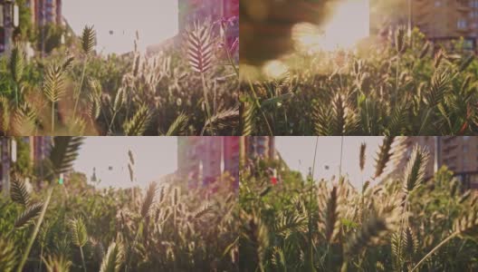 相机在背光下，在草茎上有绿色小穗的草丛中移动高清在线视频素材下载