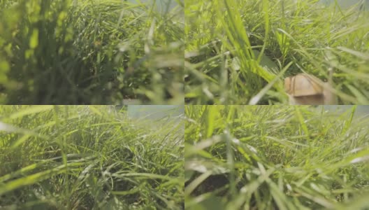镜头像动物一样在草丛中移动。镜头在草丛中的移动特写高清在线视频素材下载