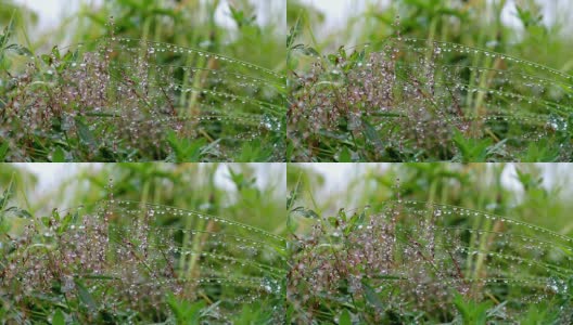 雨后的草地。高清在线视频素材下载