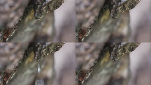 水滴在老树皮上流动高清在线视频素材下载