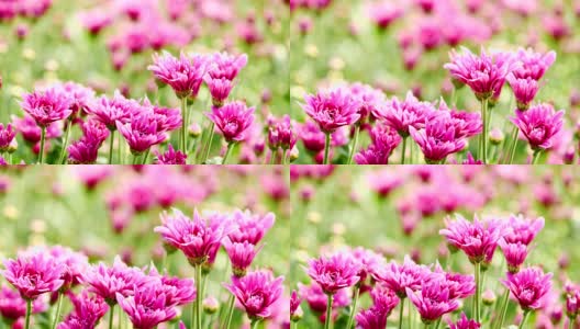 花园里有粉红色的菊花。高清在线视频素材下载