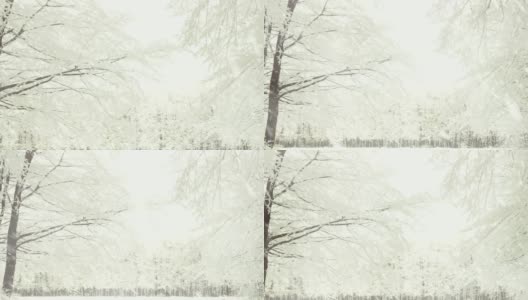 冬天的林间空地，透过飘落的雪高清在线视频素材下载
