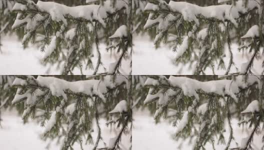 雪花落在冷杉树枝上。雪从森林里的松树树枝上落下高清在线视频素材下载