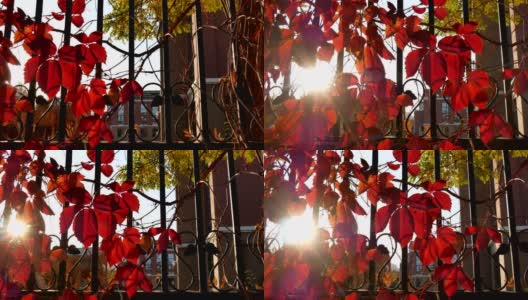 秋天铁栅栏上的红叶高清在线视频素材下载