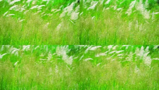 褐色的草花随风摆动在绿色的草地背景高清在线视频素材下载