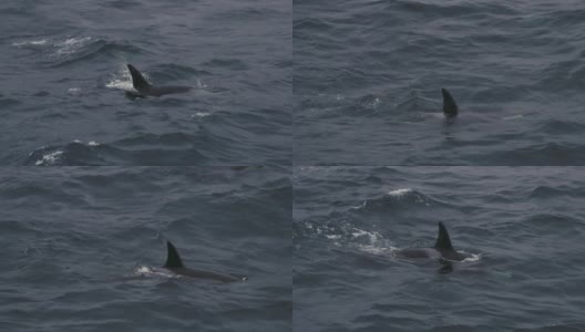 挪威海的野生虎鲸高清在线视频素材下载