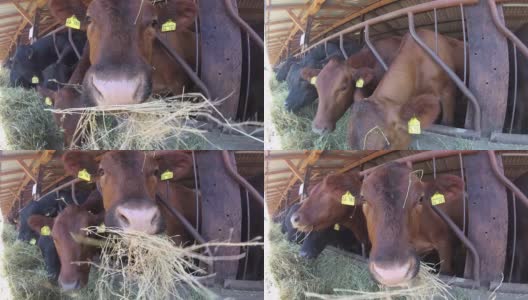牛在牲口棚里吃干草高清在线视频素材下载