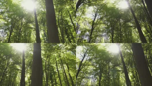 阳光明媚的春天森林高清在线视频素材下载