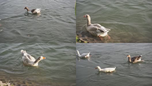 鹅在水里游泳高清在线视频素材下载