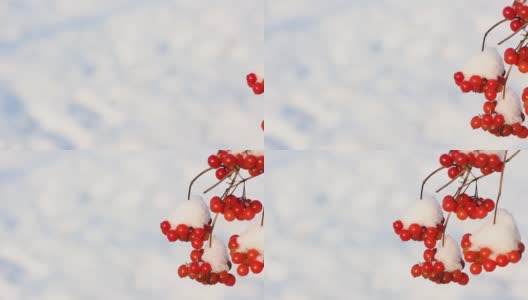 冬天雪下冻荚。雪中的荚蒾。第一场雪。美丽的冬天高清在线视频素材下载