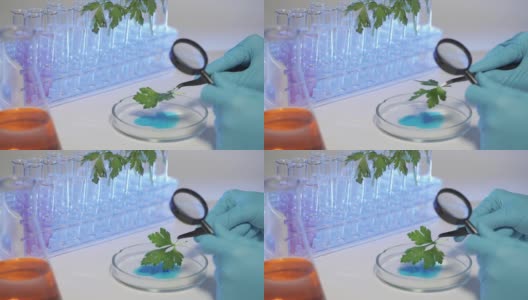 基因研究农业科学家用放大镜观察植物高清在线视频素材下载