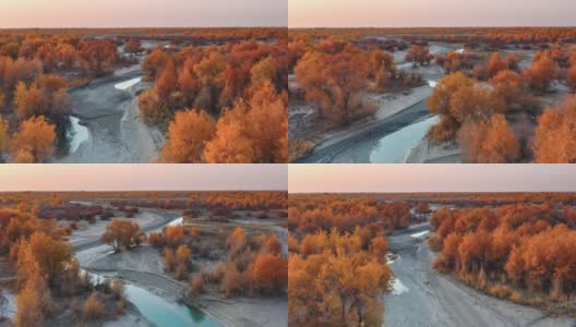 塔里木河流经塔克拉玛干沙漠，河两岸是胡杨林高清在线视频素材下载