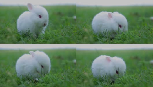 小白兔在绿色的草地上，小白兔，小白兔高清在线视频素材下载