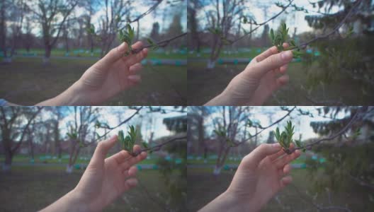 女性的手抚摸着花梨花嫩绿的叶子。高清在线视频素材下载