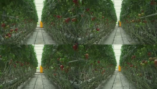 用水培技术在温室中种植的番茄和人们高清在线视频素材下载