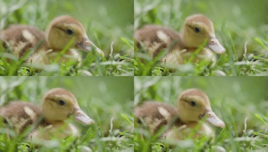 小鸭子在阳光明媚的草地上高清在线视频素材下载