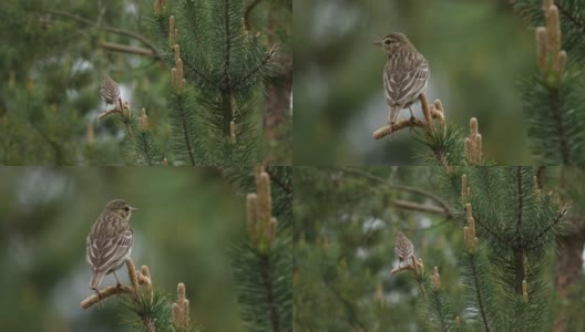 白桦树鹨(白花Anthus trivialis)春季鸣禽，白俄罗斯高清在线视频素材下载