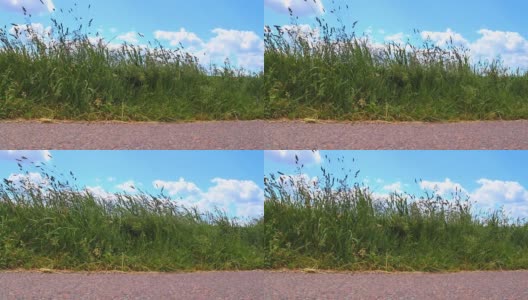 高高的草和麦穗草在风中飞舞。高清在线视频素材下载