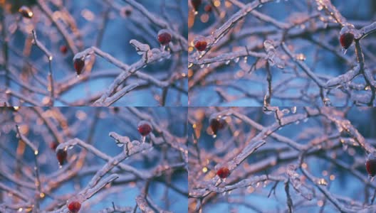 有浆果的冰覆盖的蔷薇丛高清在线视频素材下载