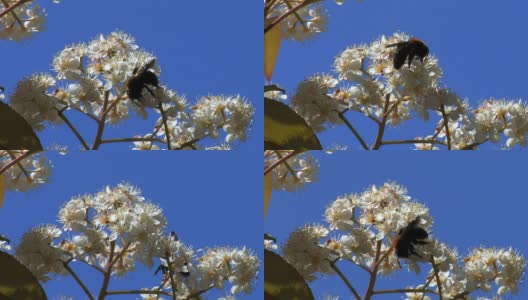 大黄蜂(Bombus vosnesenkii)。高清在线视频素材下载