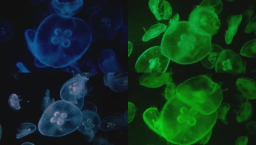 圆形的绿色浅蓝色的水母变颜色高清在线视频素材下载