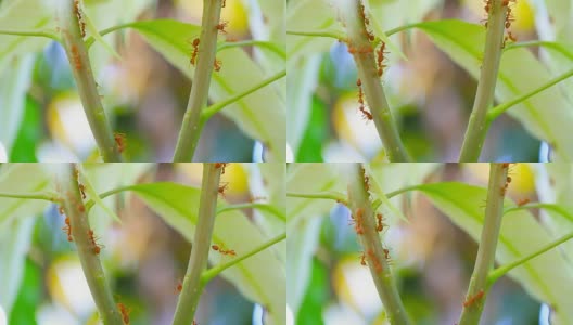 红蚂蚁的移动高清在线视频素材下载