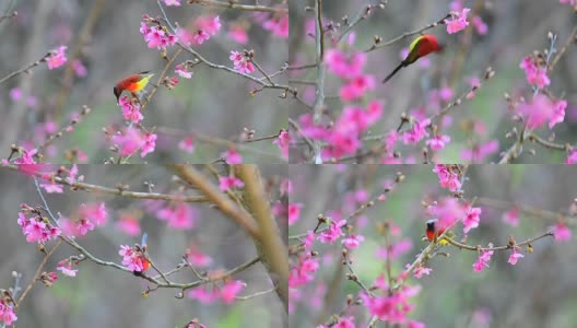 鸟和粉红色的花高清在线视频素材下载