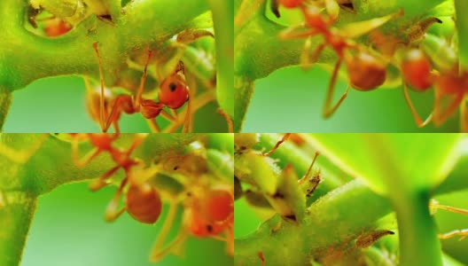 红蚂蚁饲养蚜虫高清在线视频素材下载