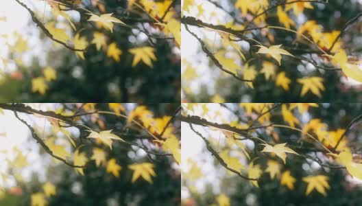 黄色的叶子高清在线视频素材下载