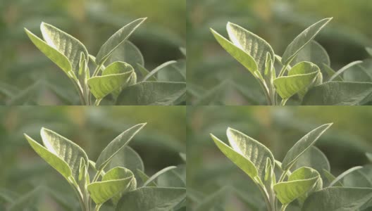 草本植物高清在线视频素材下载