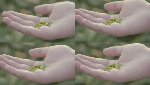 新鲜的绿茶在男人的手4k高清在线视频素材下载