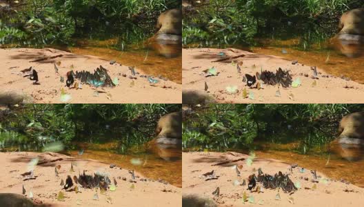一群蝴蝶围绕着森林中的池塘高清在线视频素材下载
