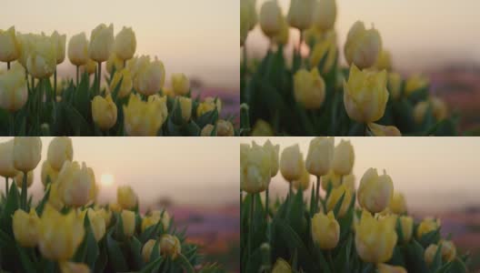 在户外柔和的日落光线下，一组新鲜的黄色郁金香的微距镜头高清在线视频素材下载