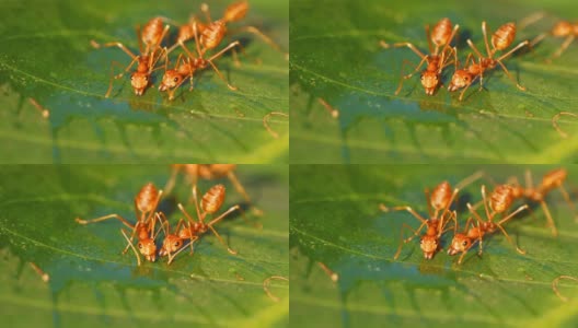 蚂蚁在叶子上喝水高清在线视频素材下载