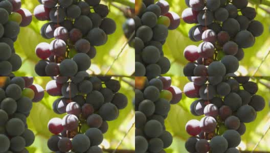 在阳光下，一大串成熟的黑葡萄挂在葡萄藤上高清在线视频素材下载
