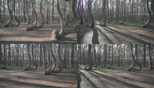 弯曲的树木在弯曲的森林“Krzywy Las”在波兰Gryfino高清在线视频素材下载