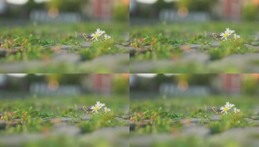 绿色背景下，小雏菊菊菊在石径中生长高清在线视频素材下载