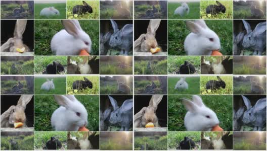 篮子里的小兔子和装饰好的彩蛋-复活节卡片高清在线视频素材下载