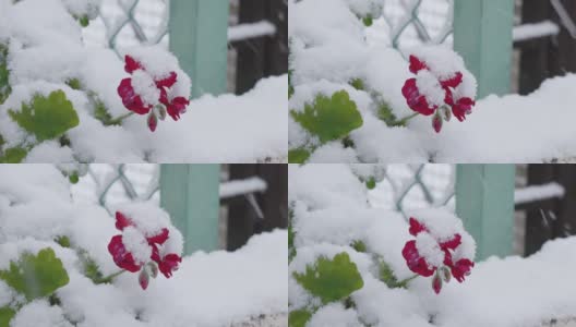 樱花在东京盛开，大雪纷飞高清在线视频素材下载